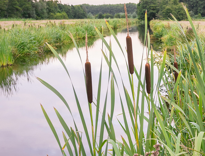 Example image of a sustainable urban drainage system (SuDS)